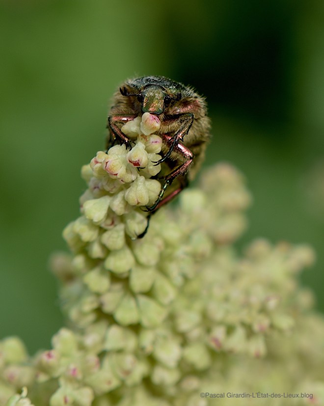 Cétoine  dorée et sur une rhubarbe copie