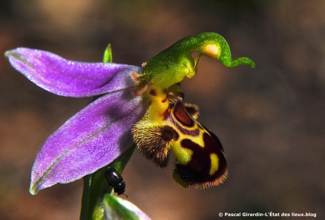 Ophrys Apifera.jpg