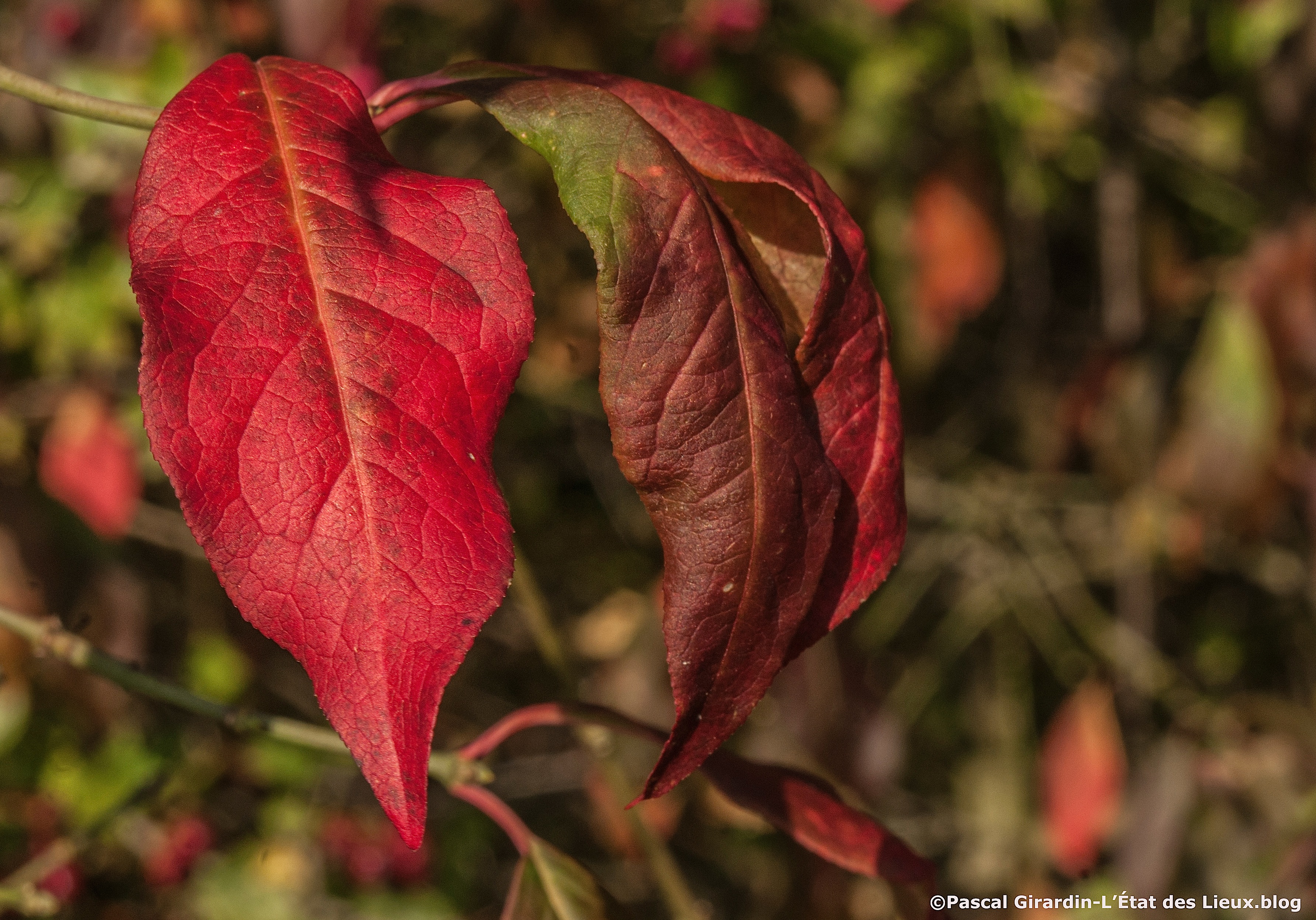 Fusain automne baies ouvertes6_1 copie