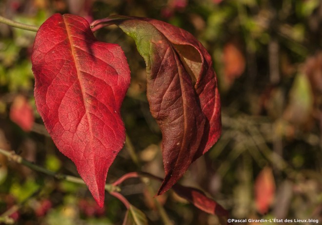 Fusain automne baies ouvertes6_1 copie