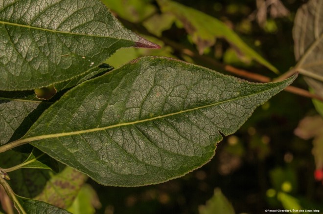 Fusain feuille fin d'été copie