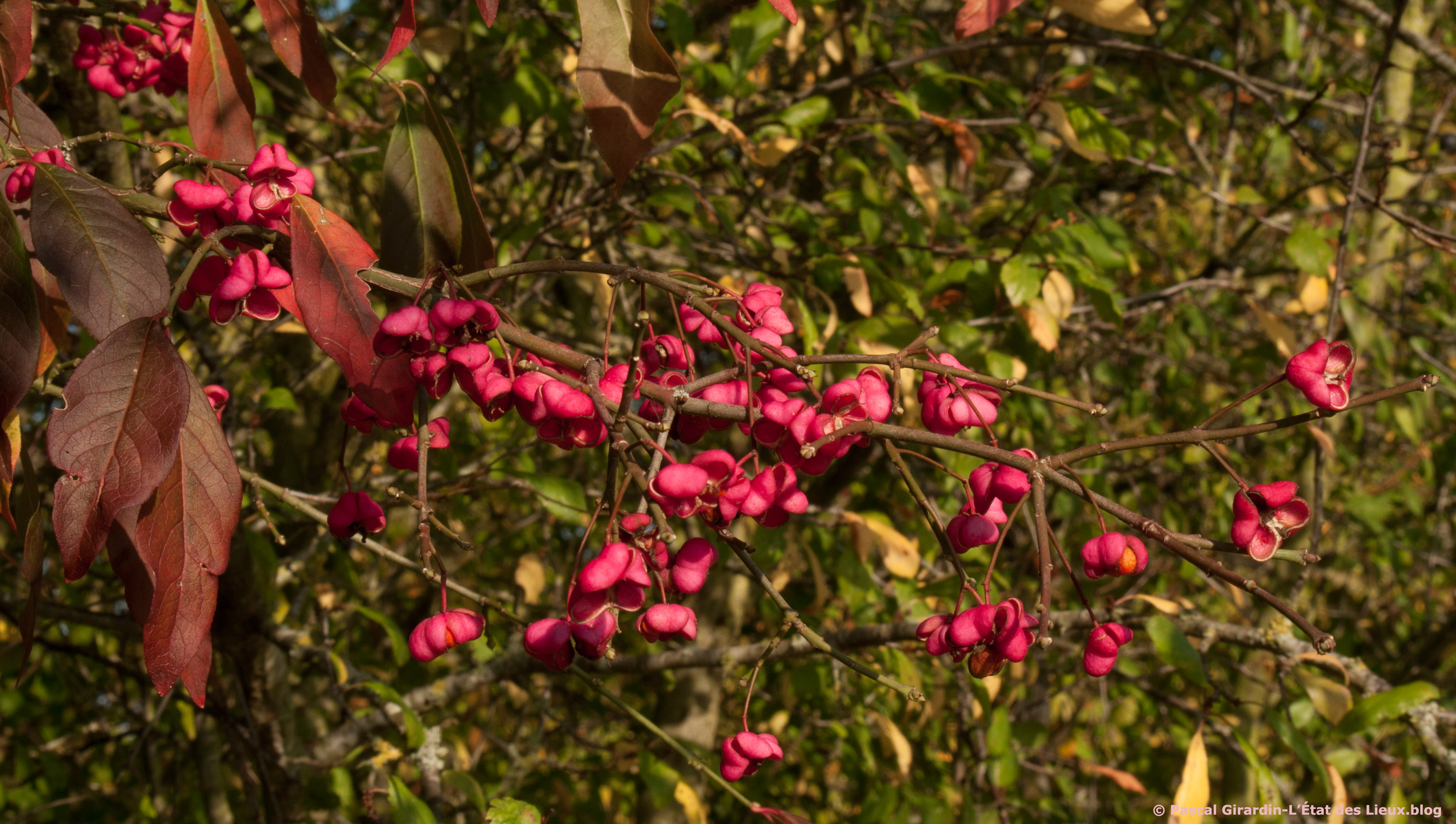 Fusain grappe de fruits copie