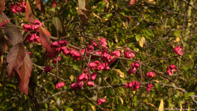 Fusain grappe de fruits copie