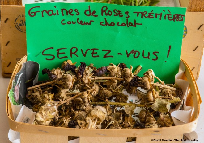 Gratiferia graines copie