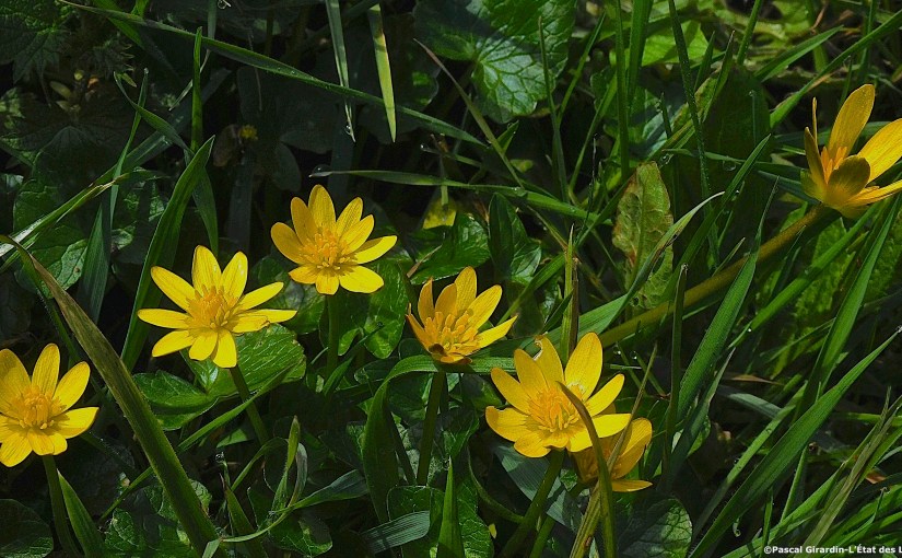 QUAND LA FICAIRE FAIT SON&nbsp;BEURRE