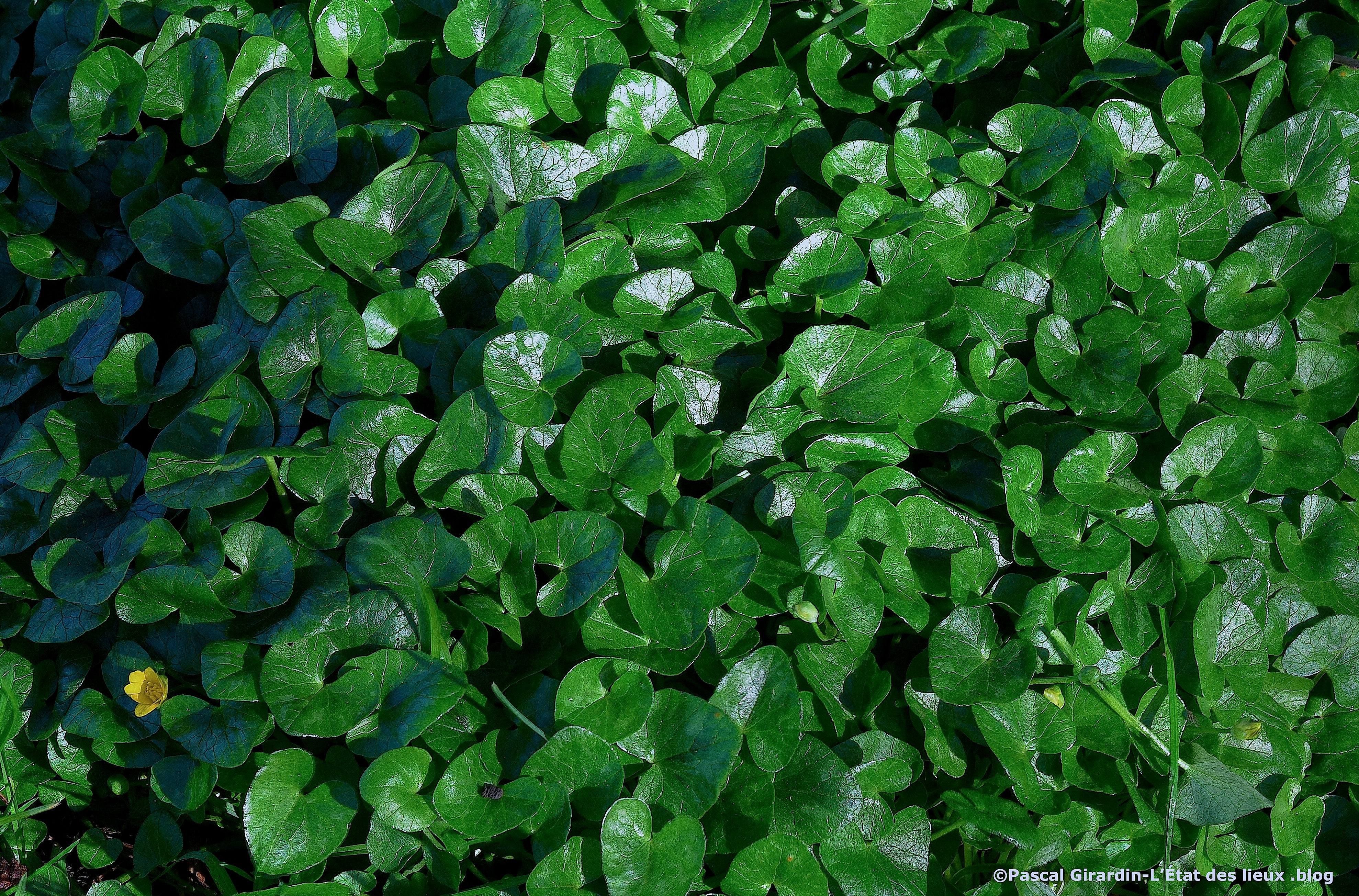 Ficaires feuilles cordiformes