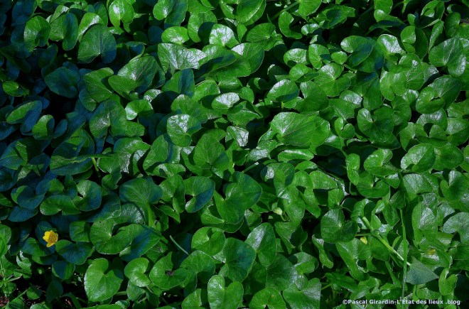 Ficaires feuilles cordiformes