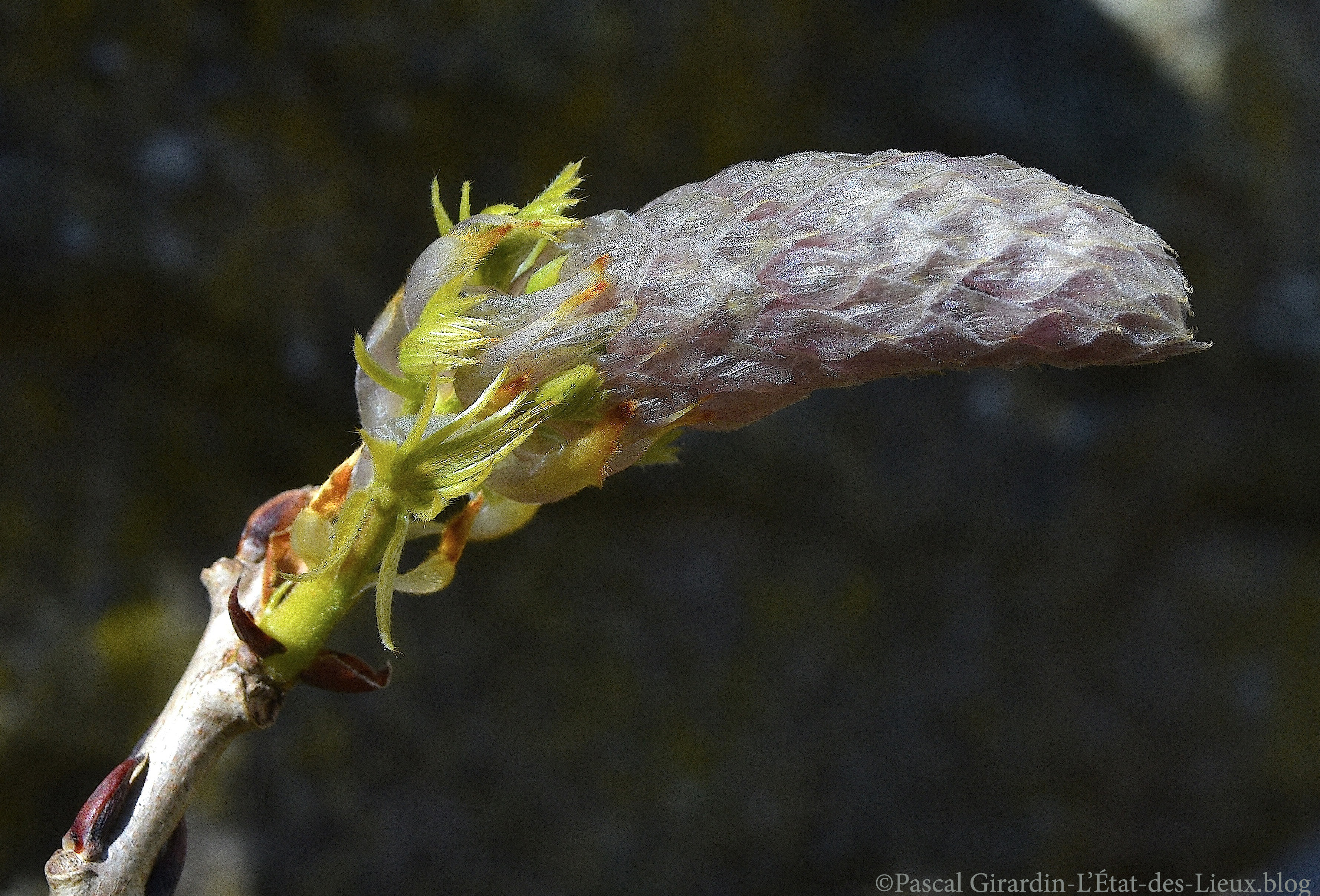 DSC_8439 copie copie