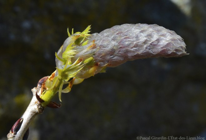 DSC_8439 copie copie