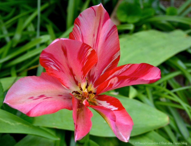 DSC_8608 copie copie