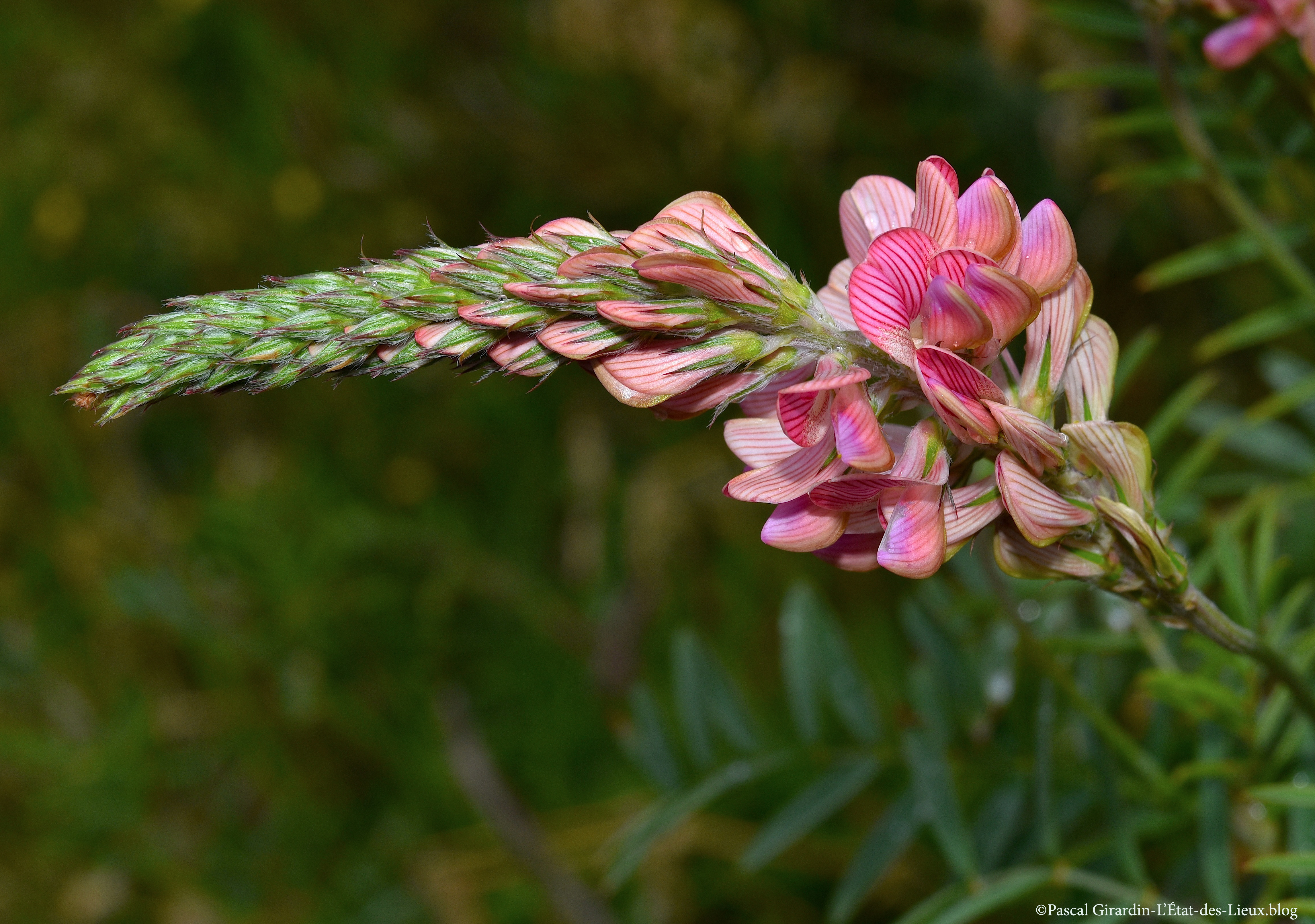 DSC_9810 copie copie