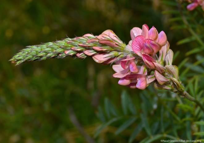 DSC_9810 copie copie