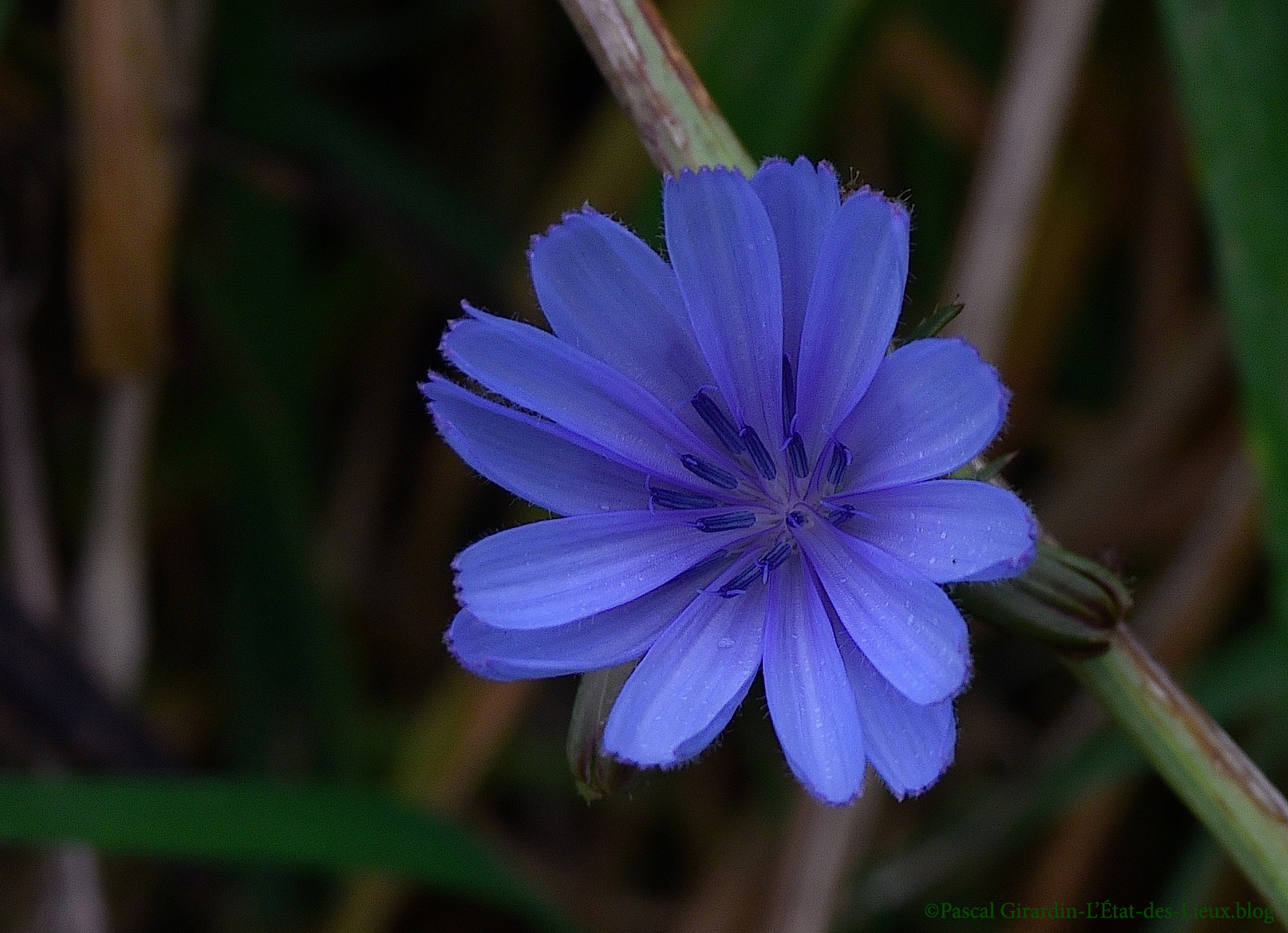 Chicorée sauvage