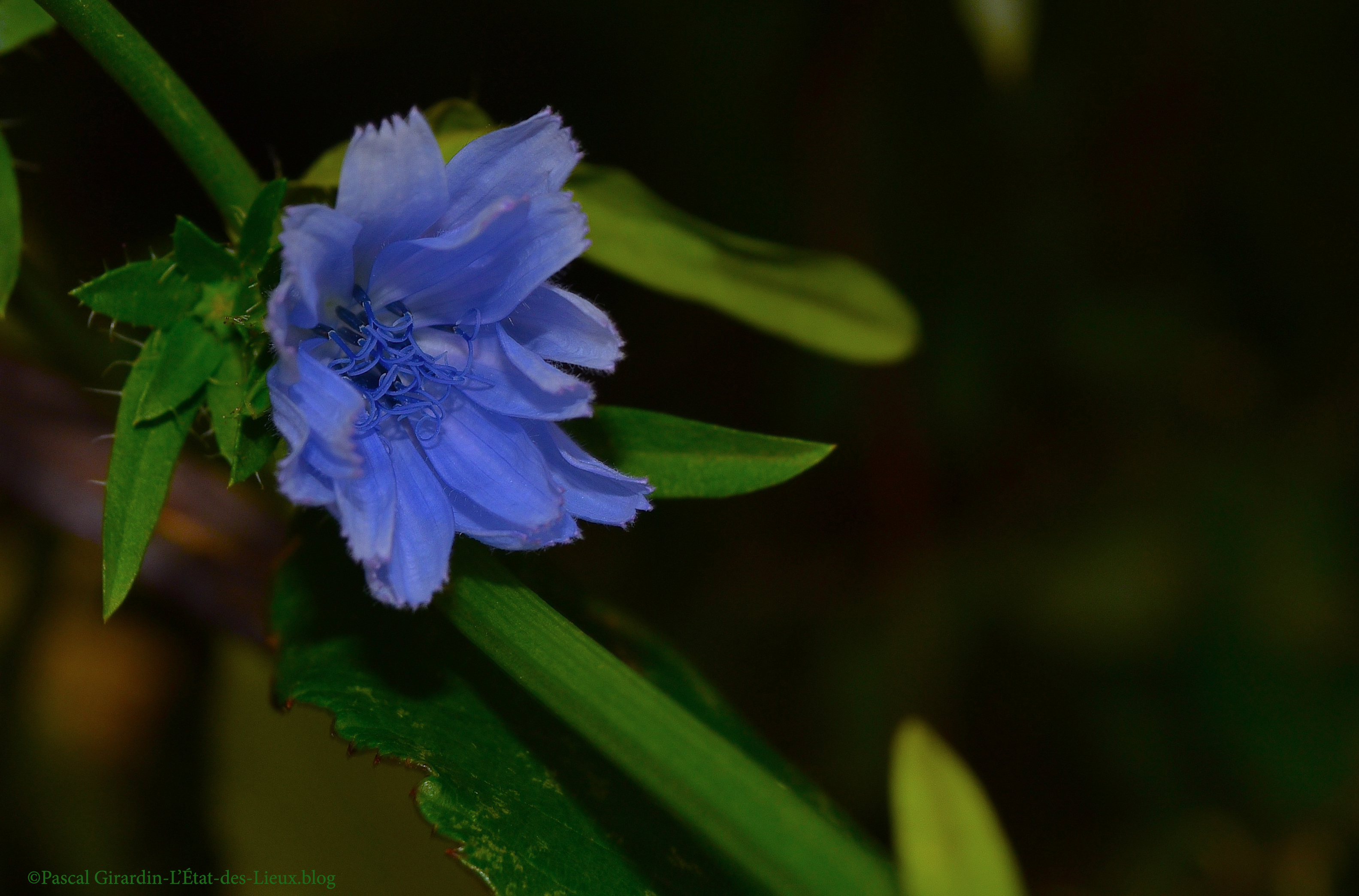 DSC_2165 copie copie