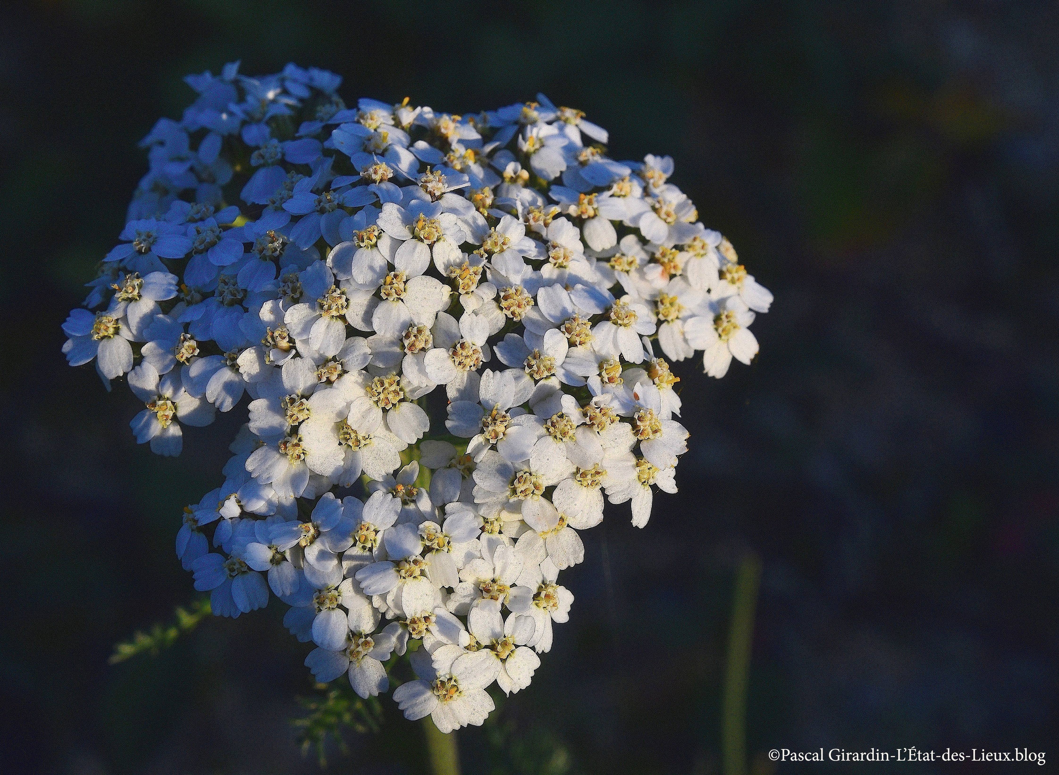 Achillée millefeuille