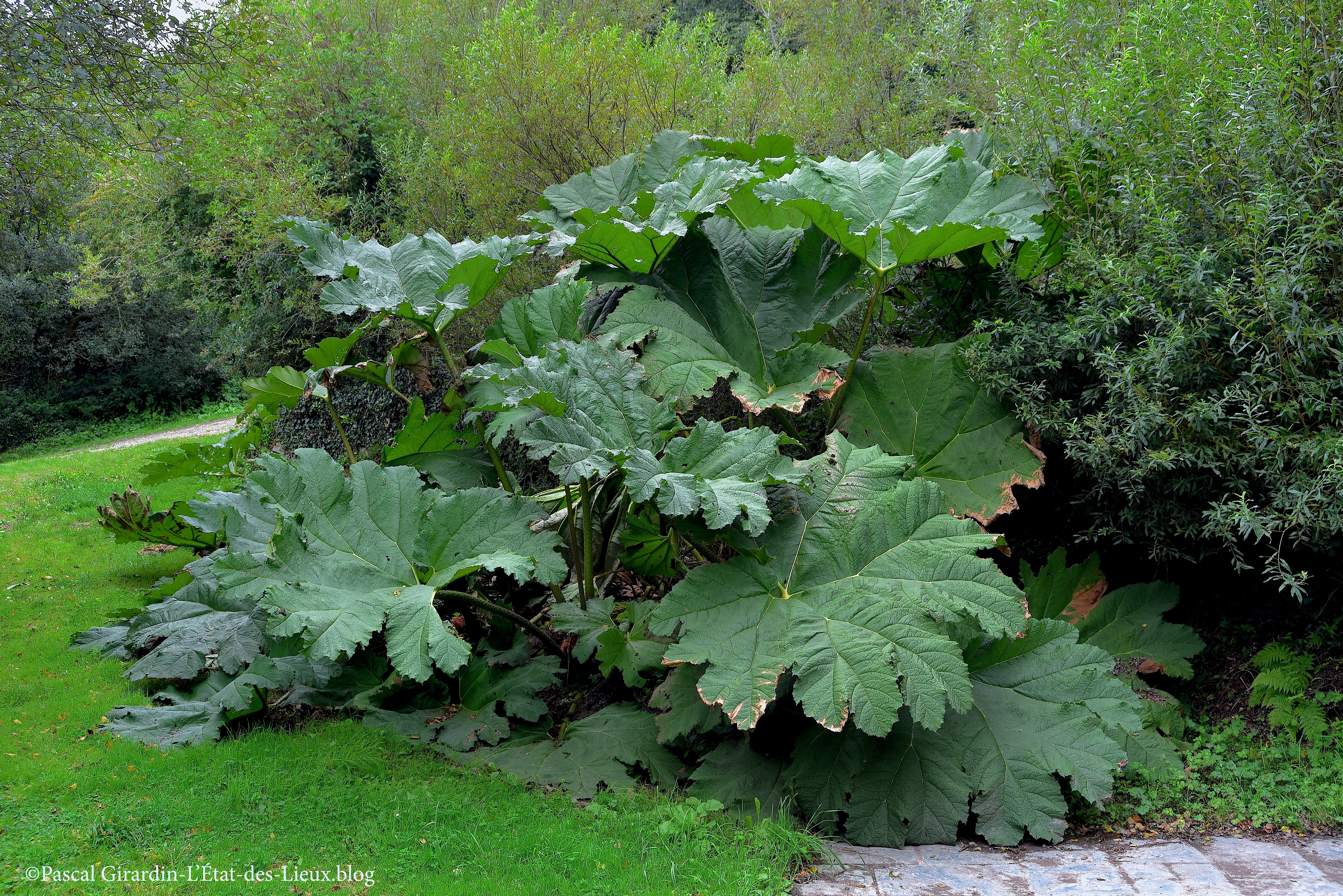 Gunnera Herqueville Manche