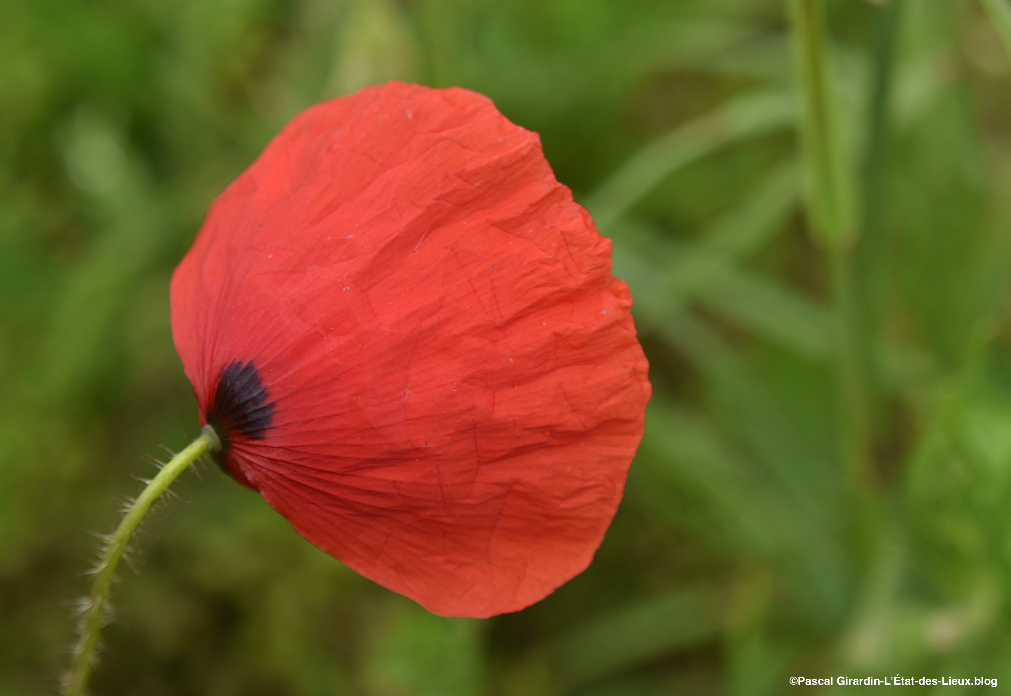 Coquelicot