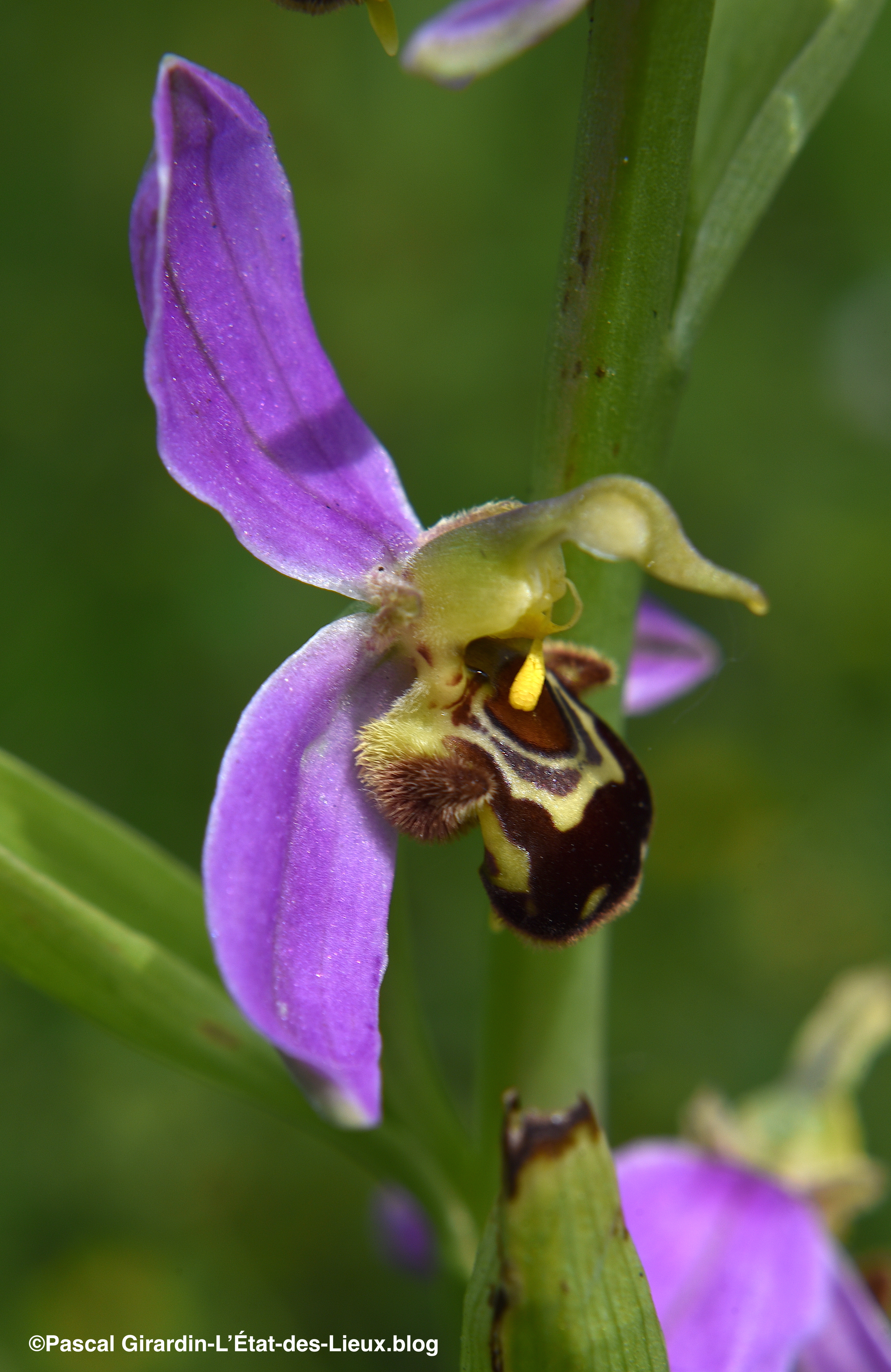 Ophrys abeille