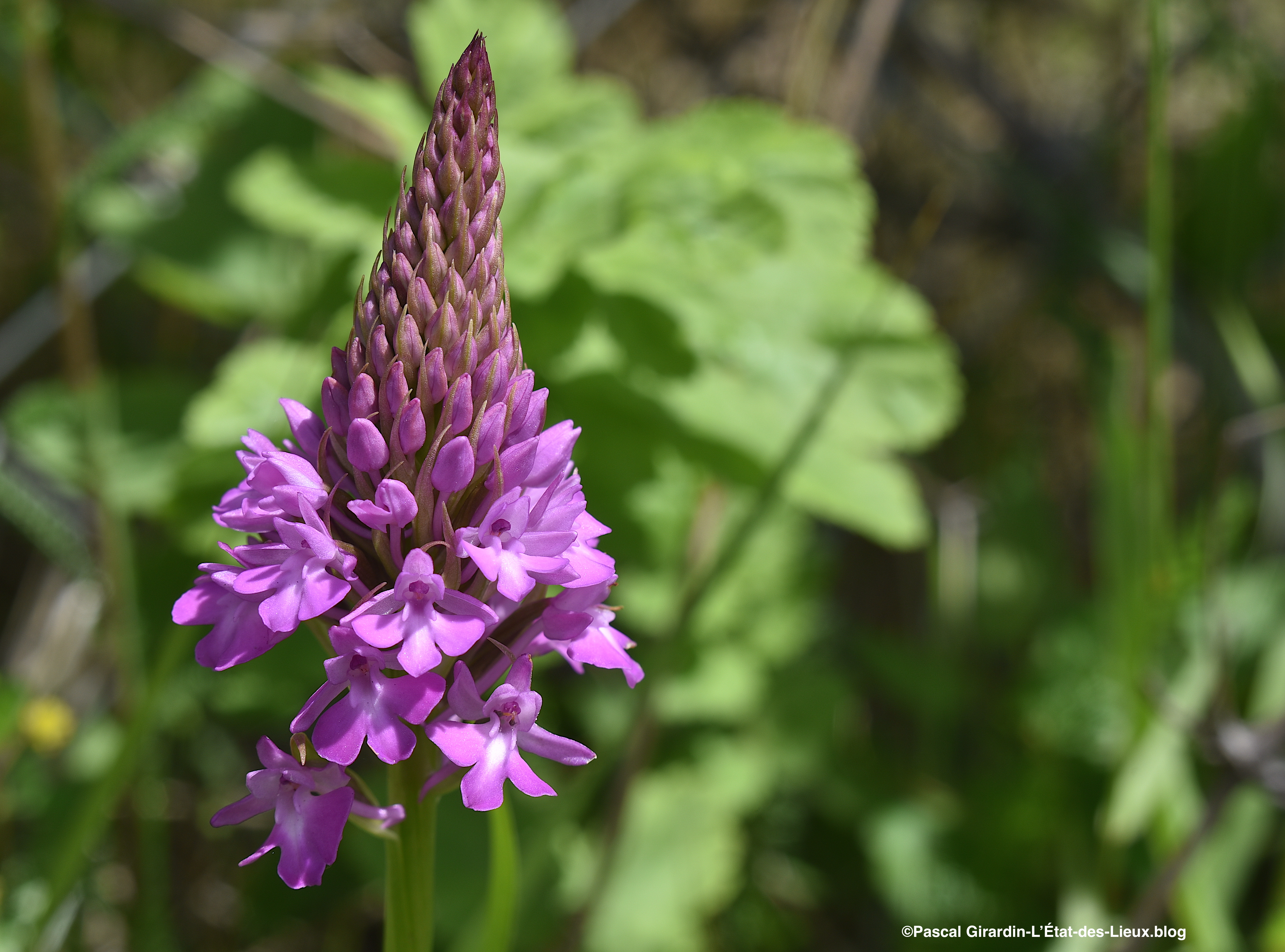 Orchis pyramidal