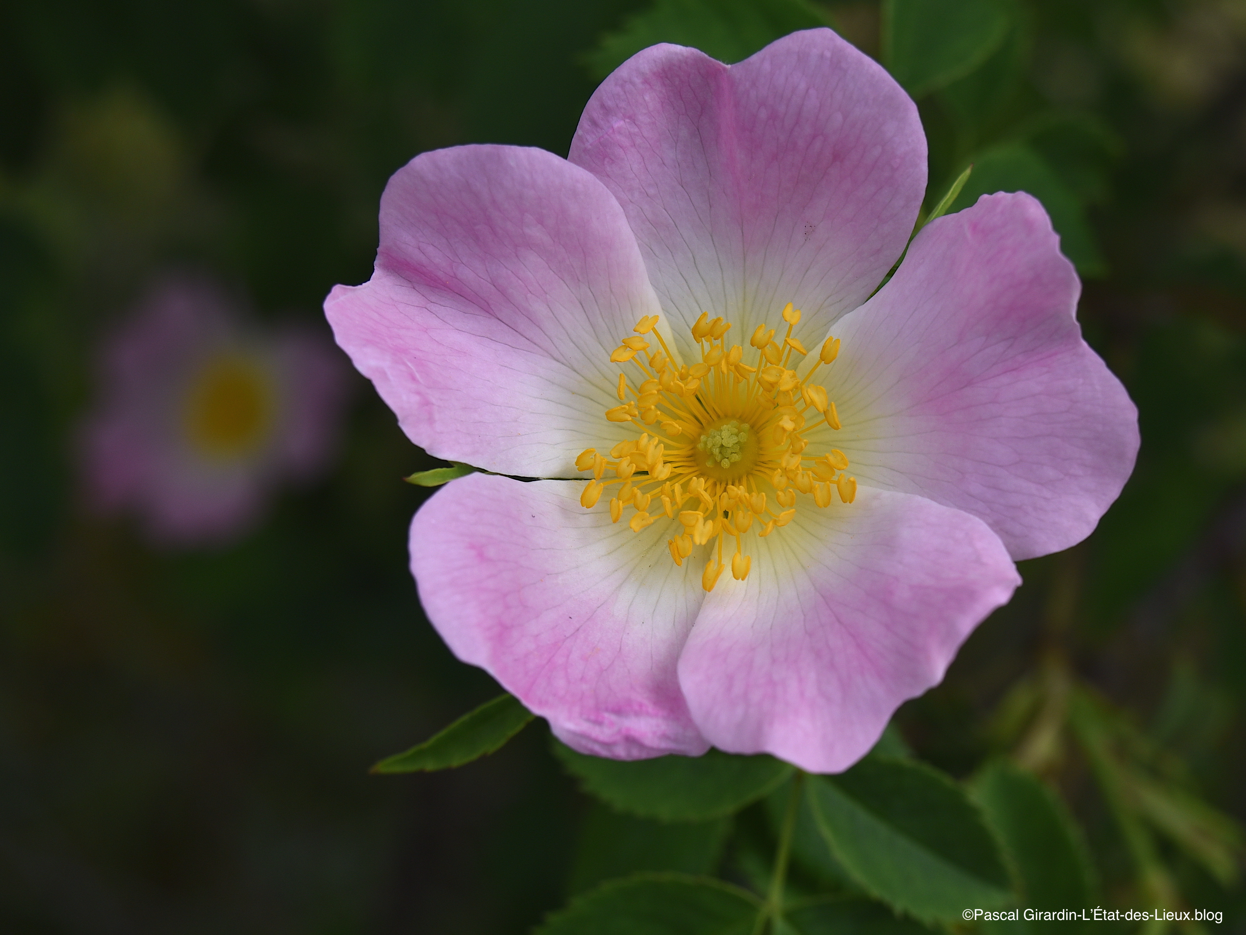 Rosa Canina.