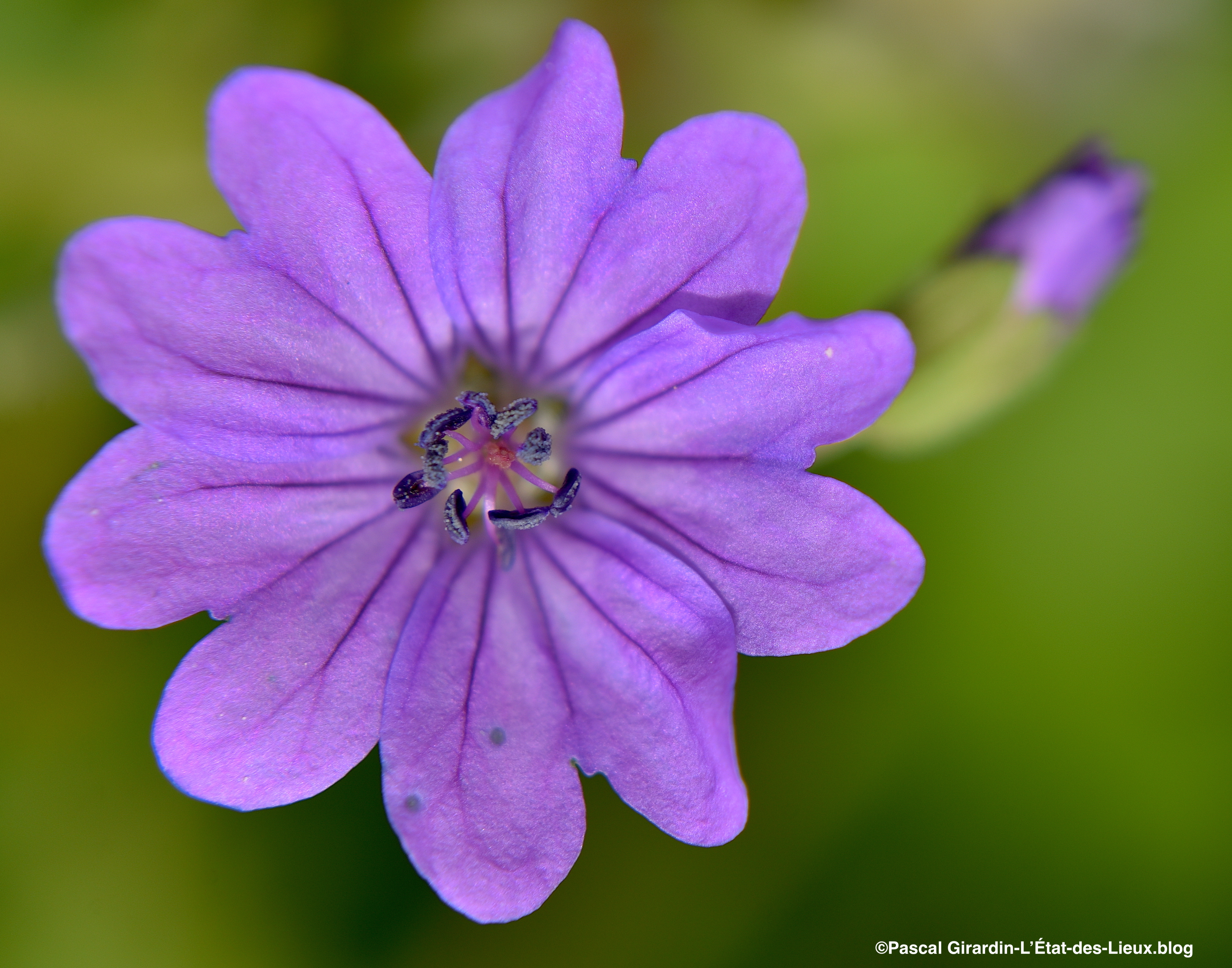 Geranium pyrenaicum