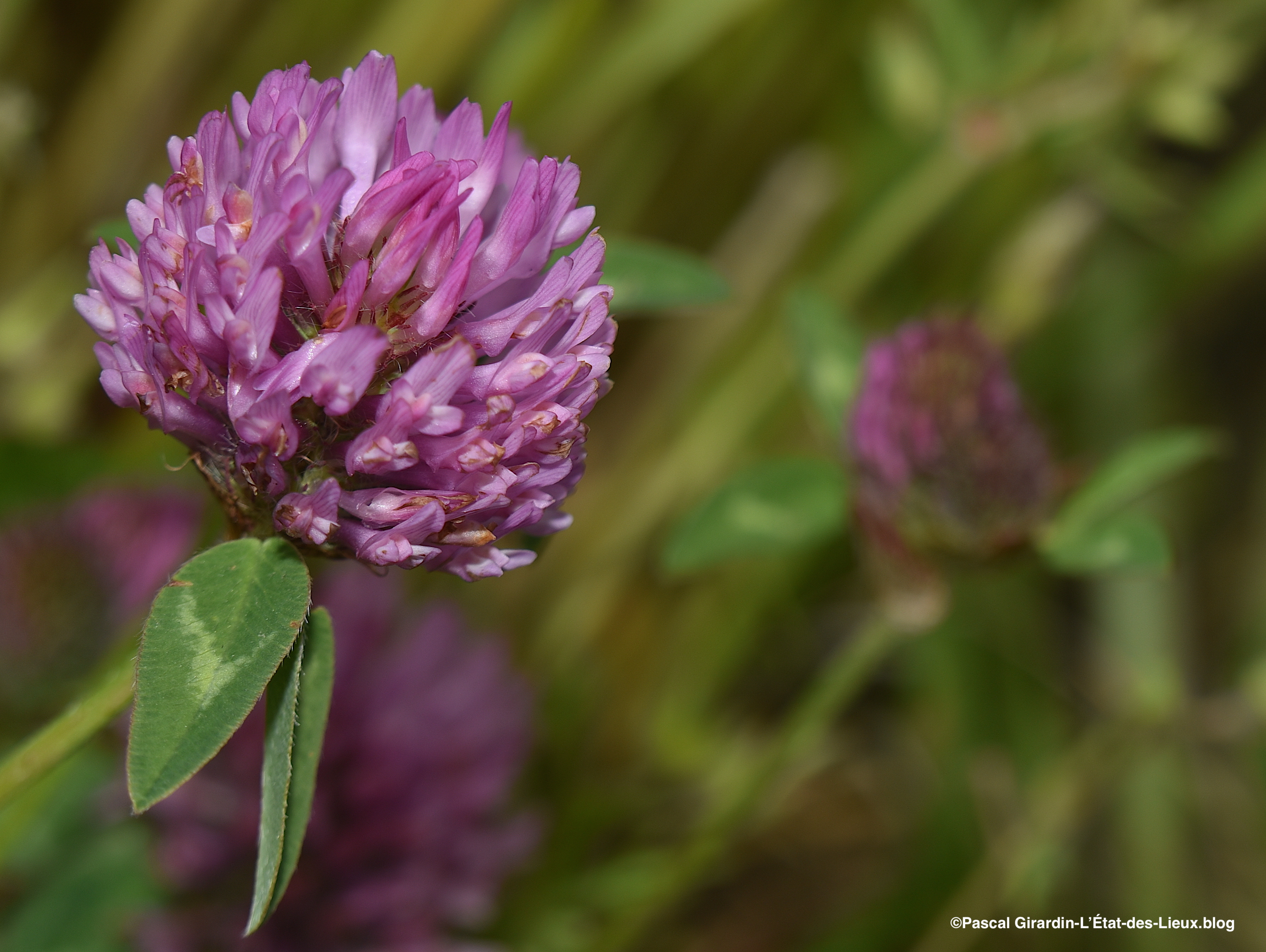 Trifolium Pratense