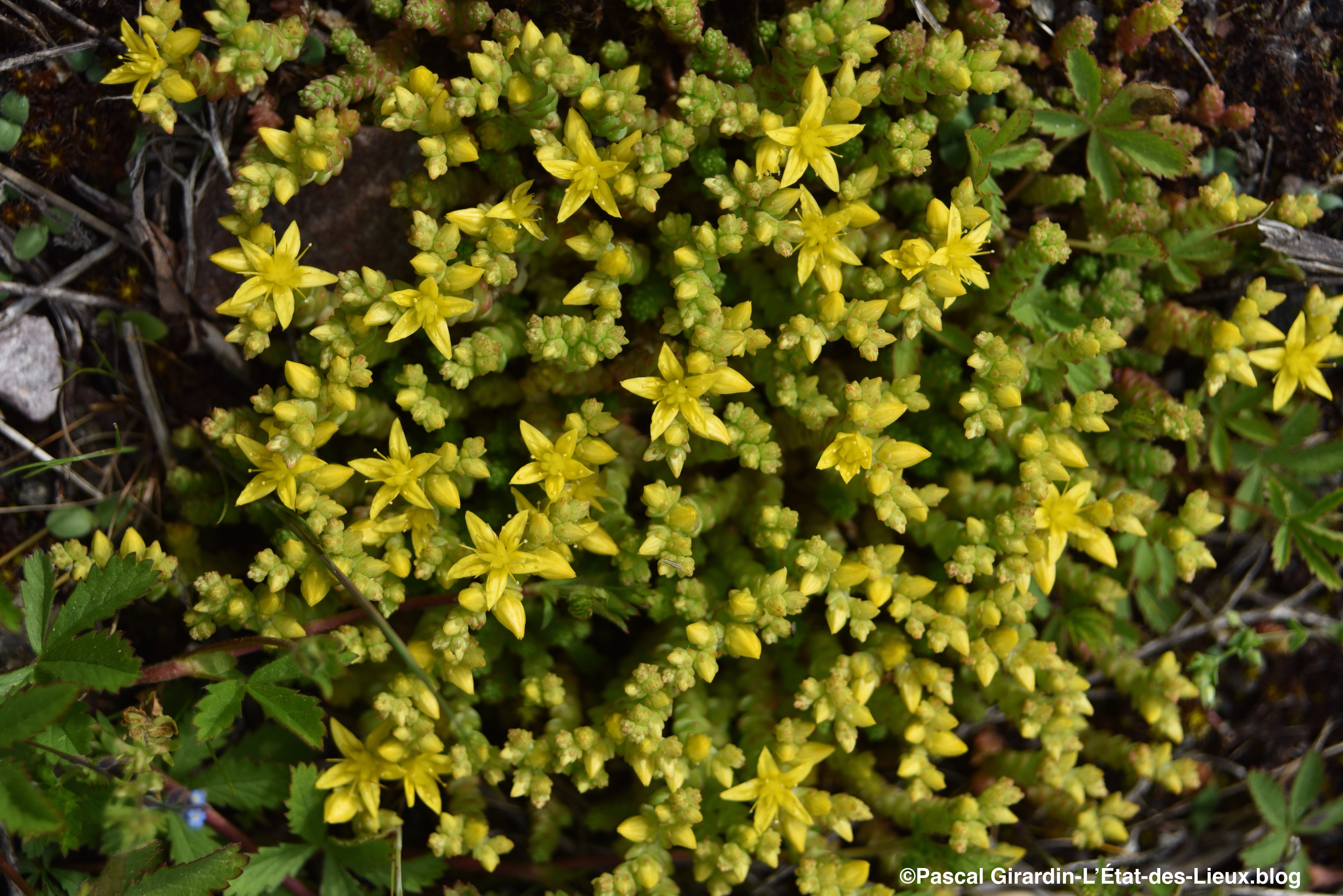 Sedum âcre