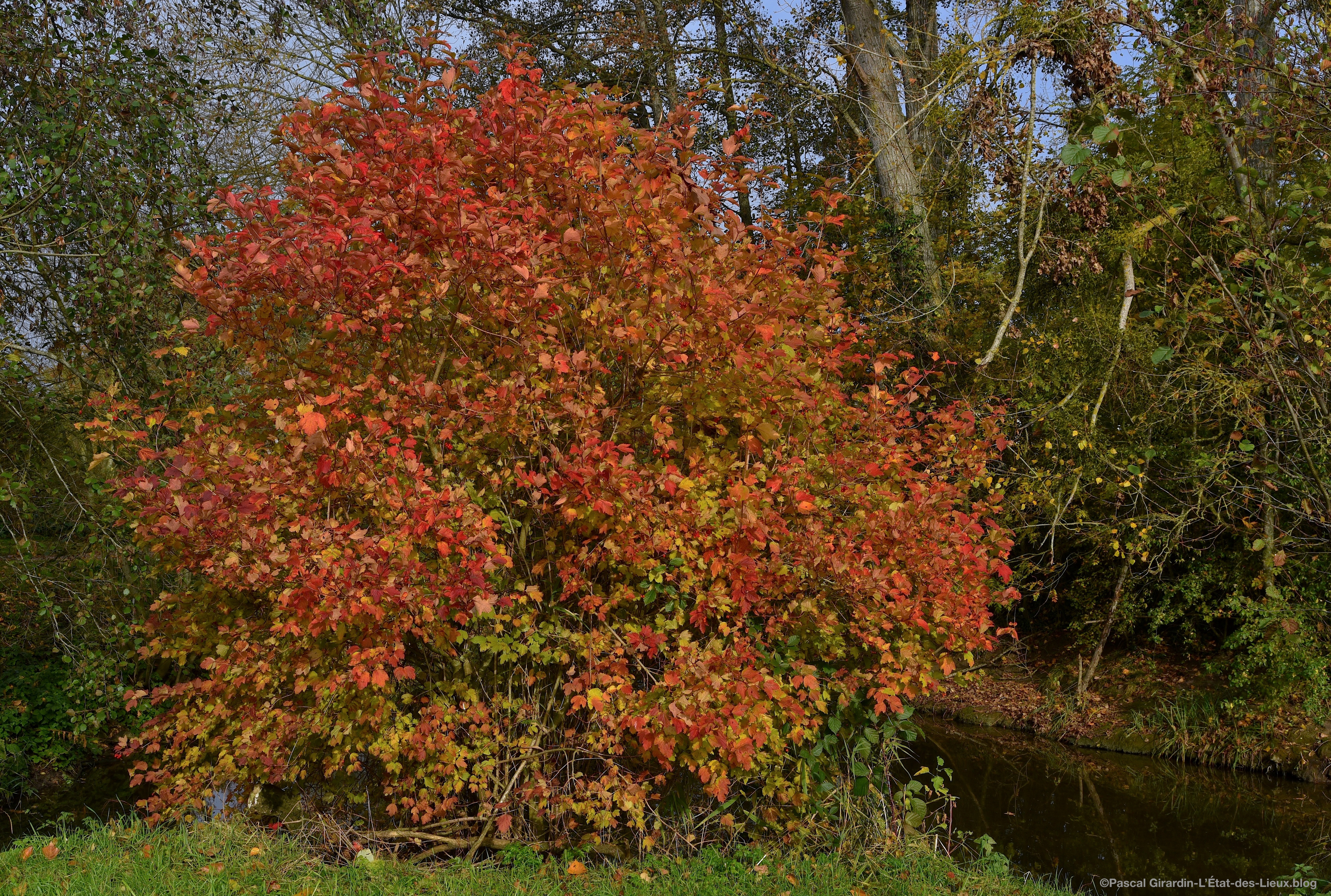 Viorne Obier- Les Pâtures-Argentan