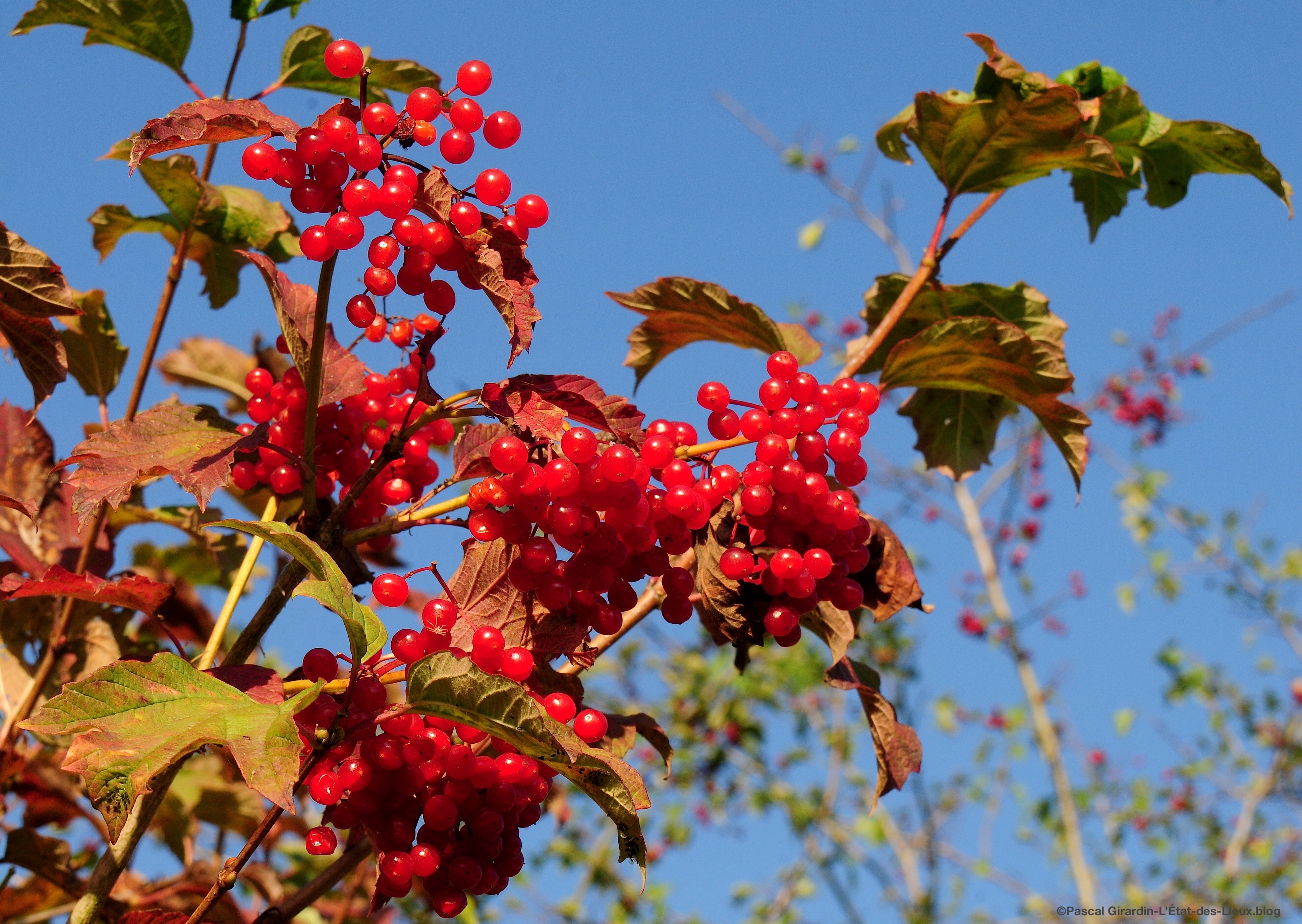 Baies Viorne Obier Argentan 2018