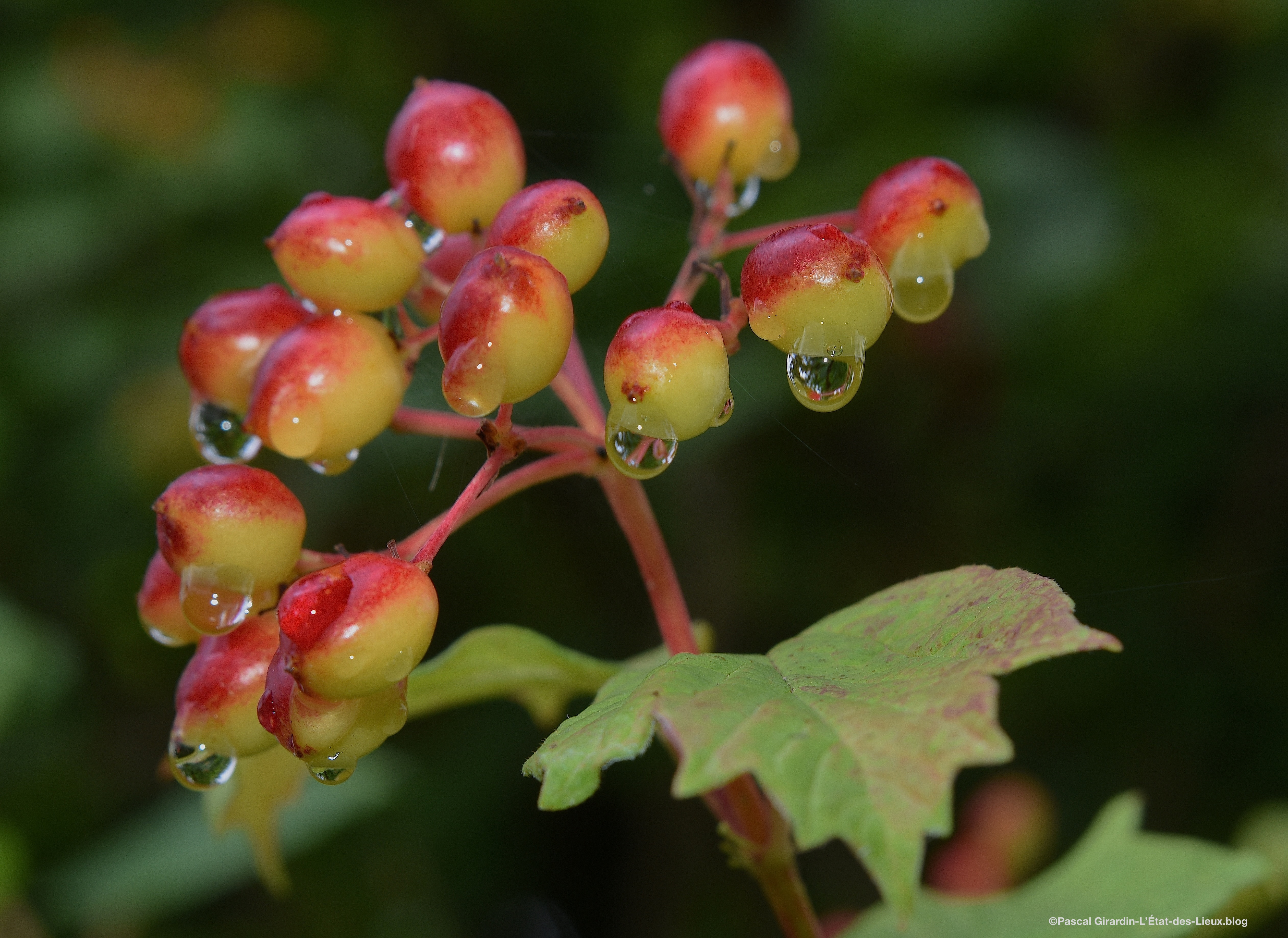 Baies de Viorne Obier Argentan juillet 2019