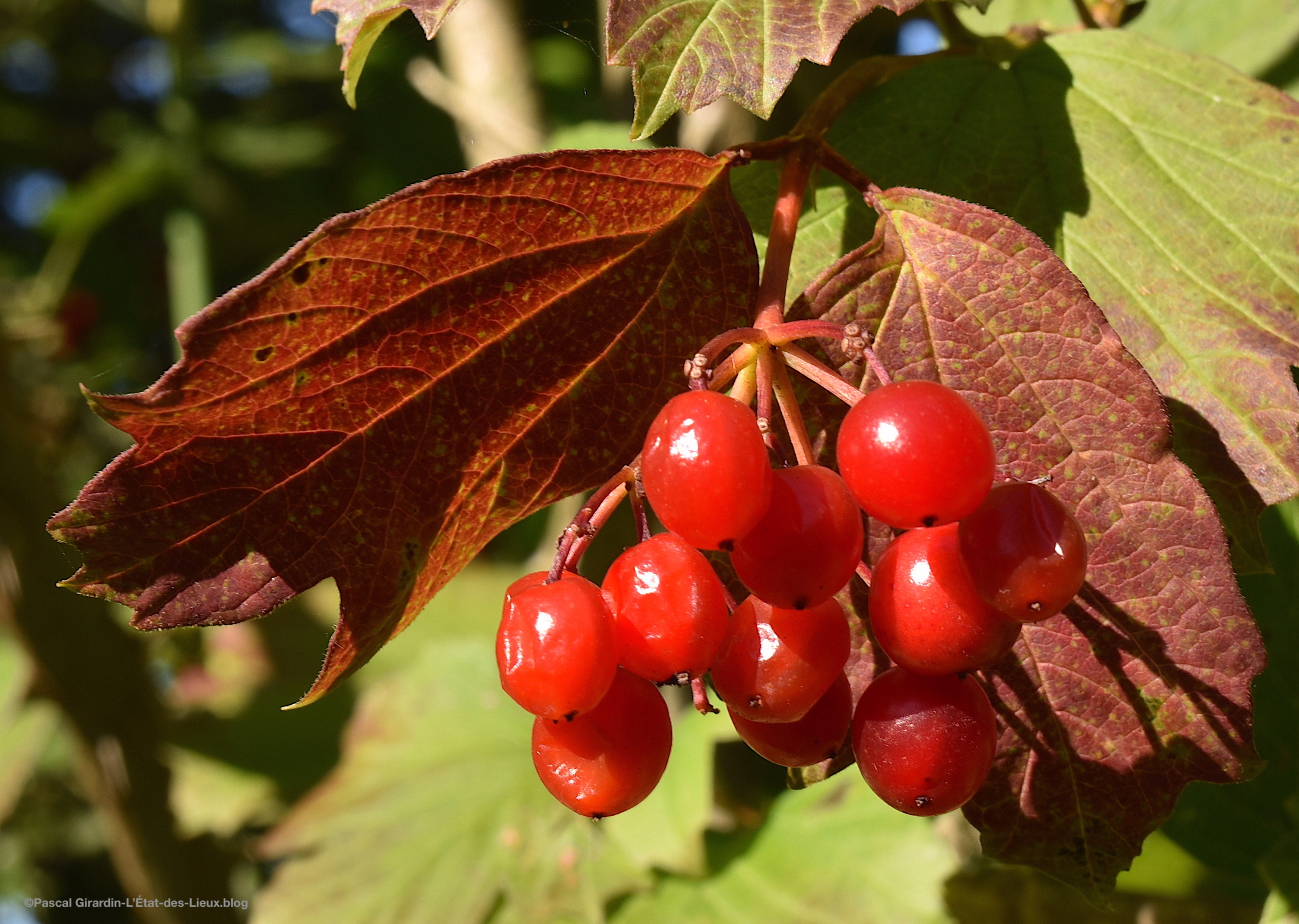 Baies Viorne Obier Septembre 2021