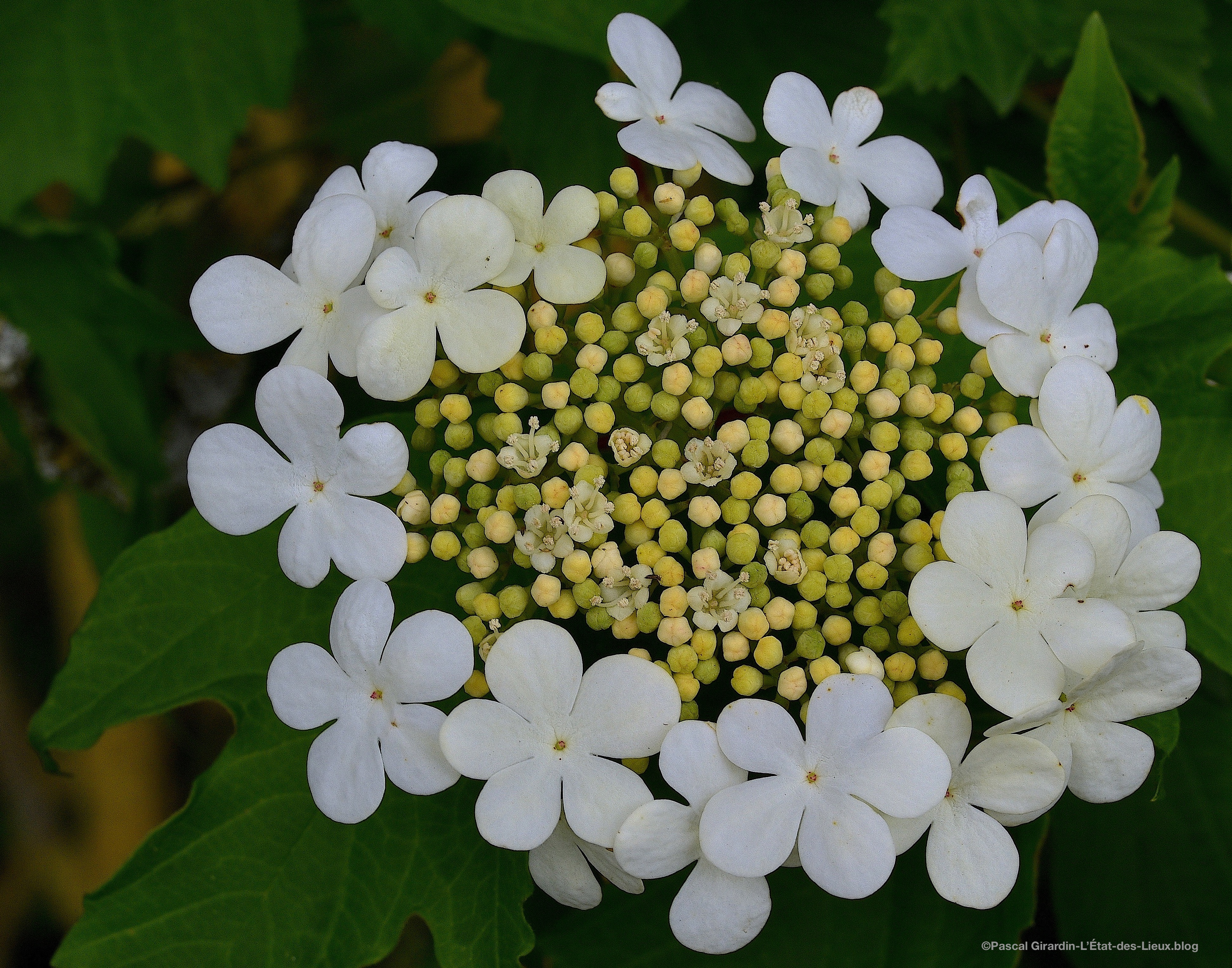 Inflorescence de Viorne Obier Argentan Orne mai 2020