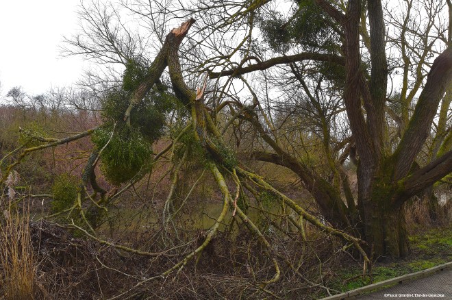 Saule guité et cassé.