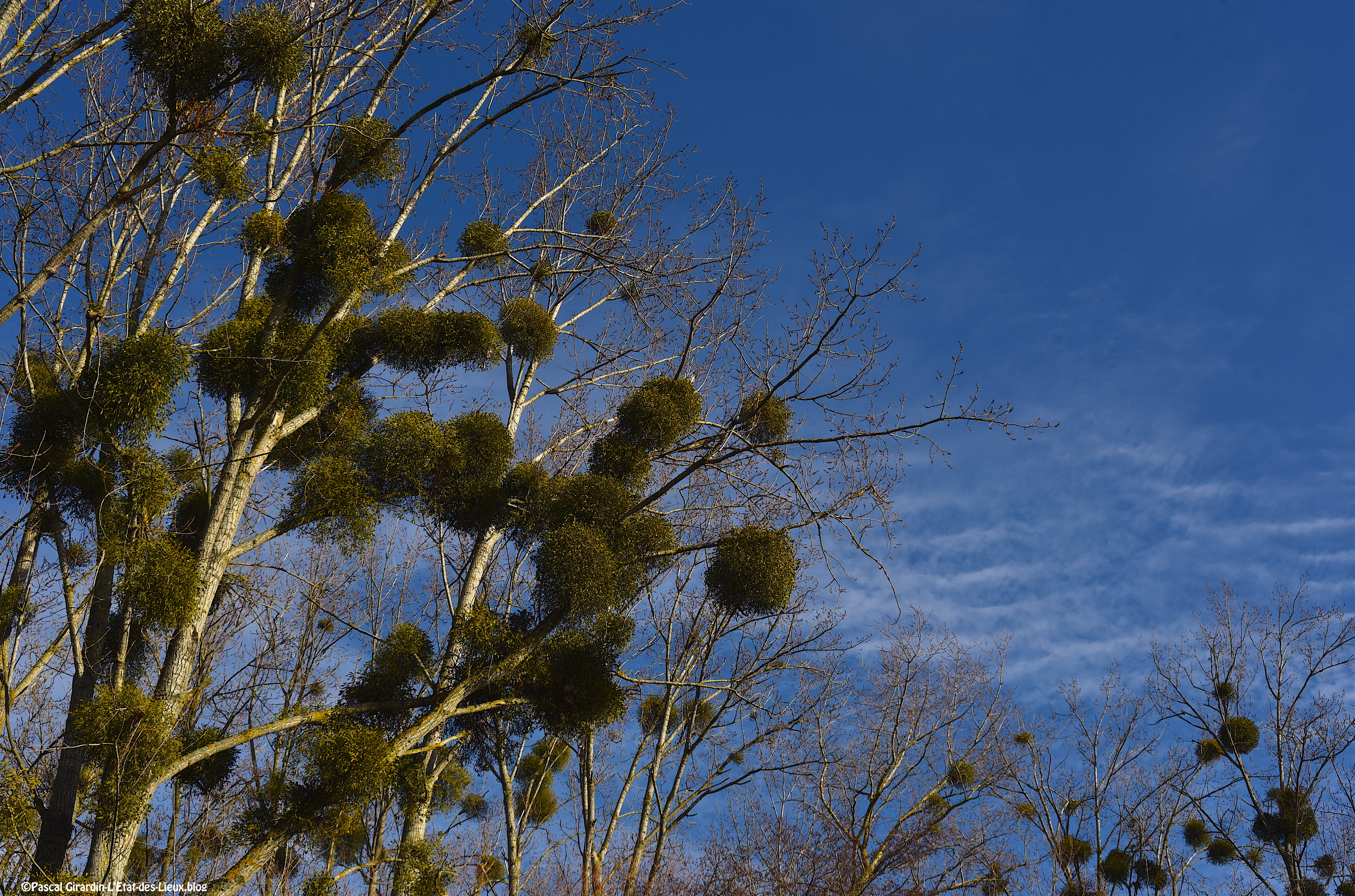 Gui sur des peupliers