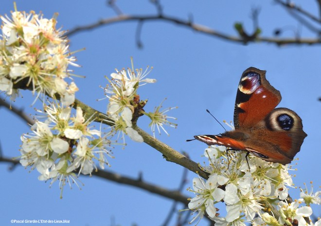 Fleur de prunellier papillon paon du jourDSC_1743 copie