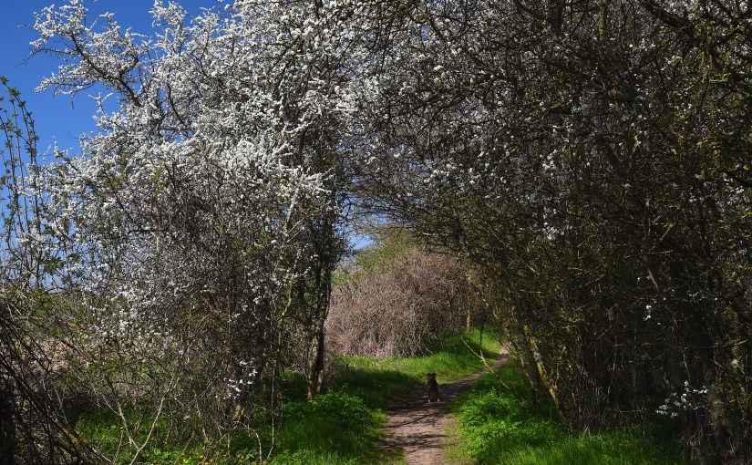 ÉPINE NOIRE ET BLANCHES FLEURS… LE PRUNELLIER HÉRAUT DU&nbsp;PRINTEMPS