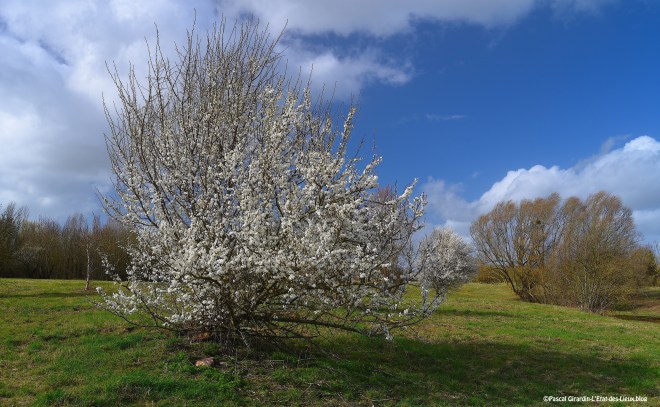 Prunellier Clos Menou