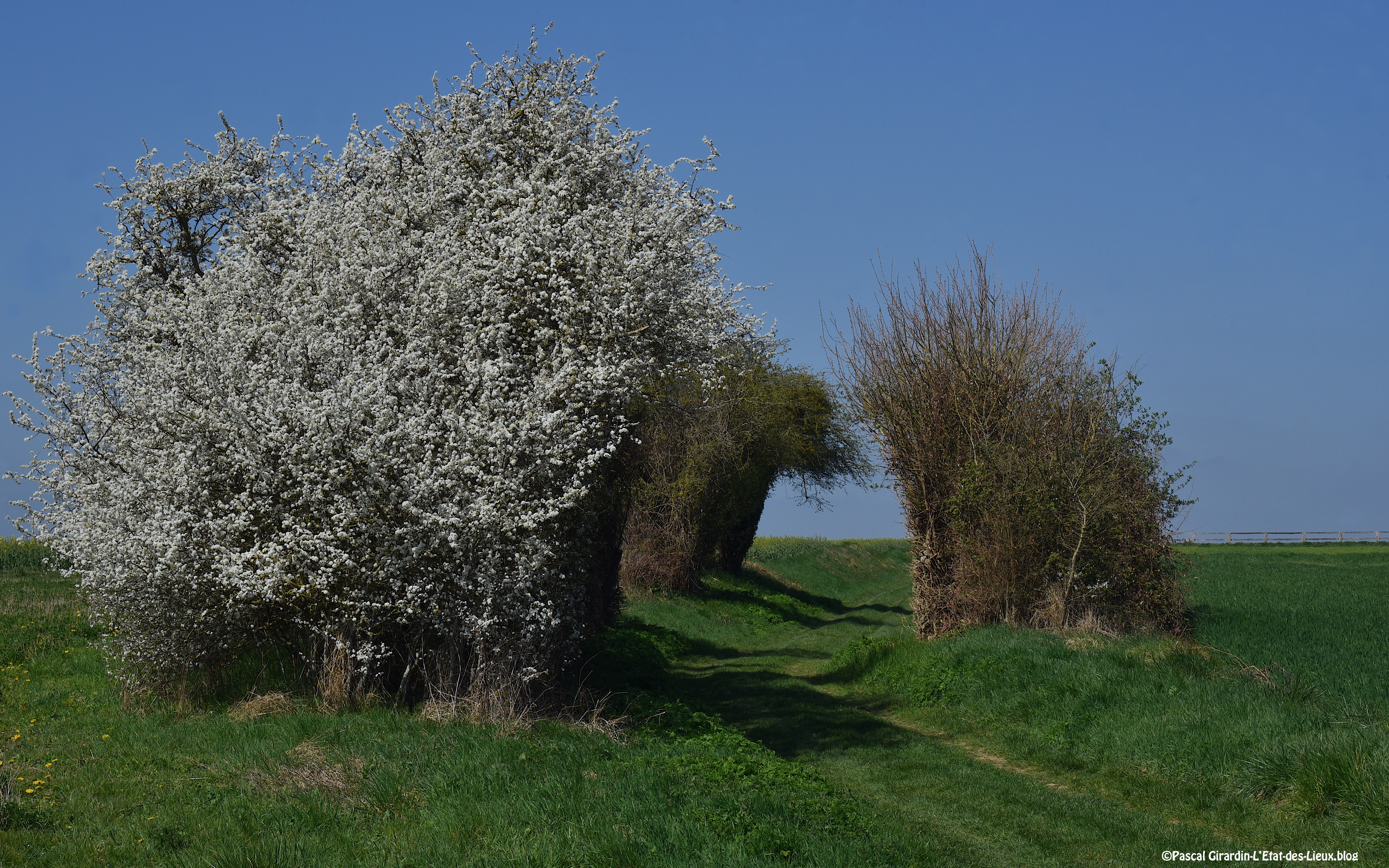 Prunelliers. Chemin de Sévigny