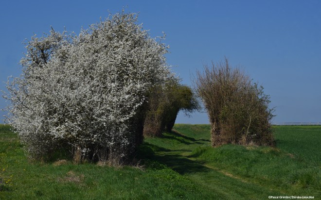 Prunelliers. Chemin de Sévigny